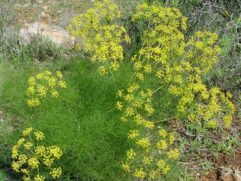 Dill Weed Seeds for Sale