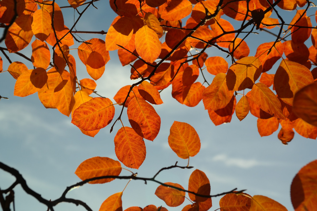 tree, nature, branch, light, plant, sunlight, leaf, flower, petal, bush, orange, red, color, autumn, colorful, season, leaves, transience, deciduous, autumn leaf, time of year, fall foliage, autumn colours, amelanchier, flowering plant, autumn light, rose family, maidenhair tree, blood red, rosaceae, woody plant, land plant, common rock pear, amelanchier ovalis, common amelanchier, rock medlar, edelwei shrub