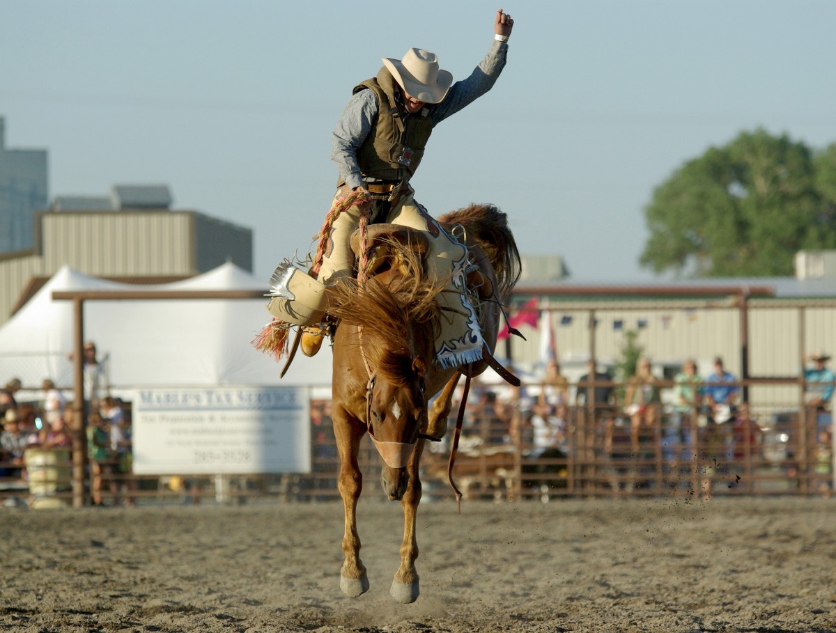 horse, riding, sports, cowboy, western, rodeo, bronco, bucking, western riding, traditional sport, barrel racing, cattle like mammal, animal sports, equestrian sport, reining, charreada