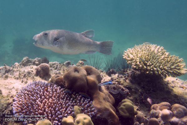 море, лодка, закат солнца, воды, небо, средство передвижения