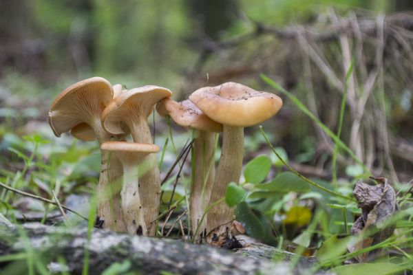 pădure, natură, ciupercă, plante, macro, animale sălbatice