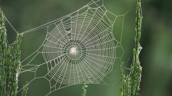 eläimet,luonto,vihreä,hyönteinen,hämähäkki,arachnid