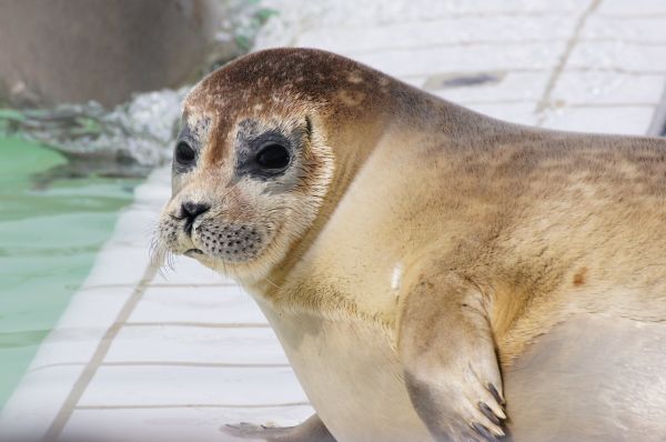 face,eyes,wildlife,Zoo,whiskers,nose