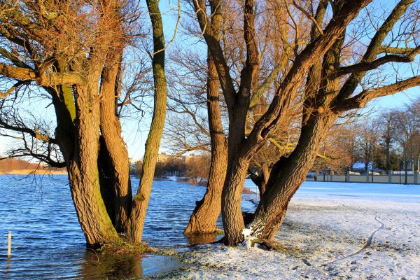 lumina soarelui,natură,reflecţie,iarnă,ramură,dimineaţă