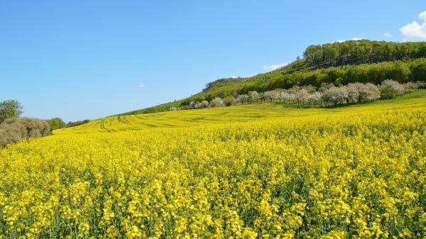 flower,sky,plant,mountain,ecoregion,People in nature