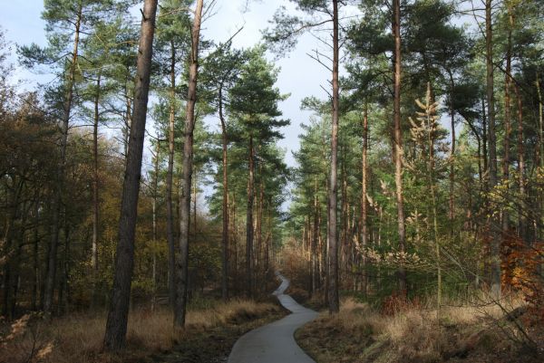 trees,forest,pathway