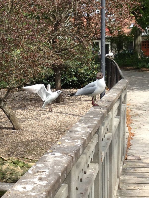 Zoo,bird,stadsparken,trelleborg,water bird,pigeons and doves