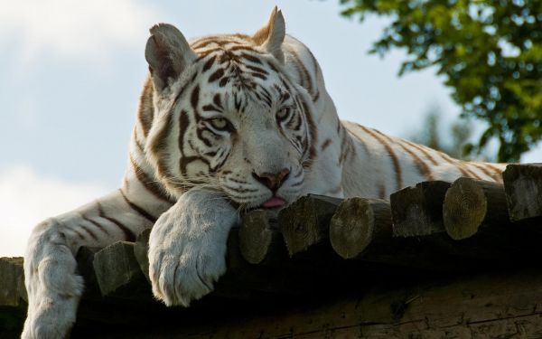 tiger,wildlife,Zoo,grass,big cats,whiskers