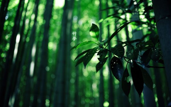 lumina soarelui, pădure, frunze, natură, iarbă, Japonia