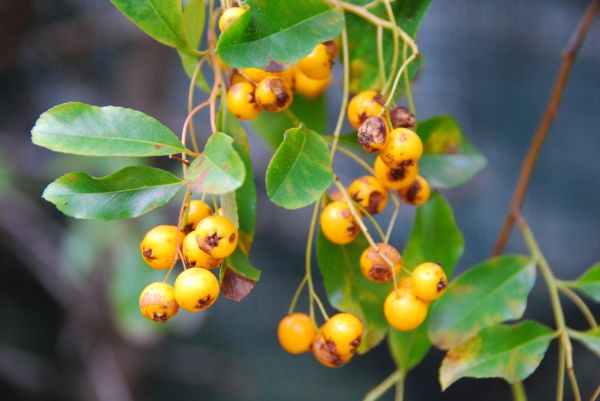 branch,rowan,berries