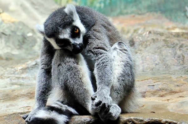 wildlife,Zoo,lemur,fauna,striped,animal