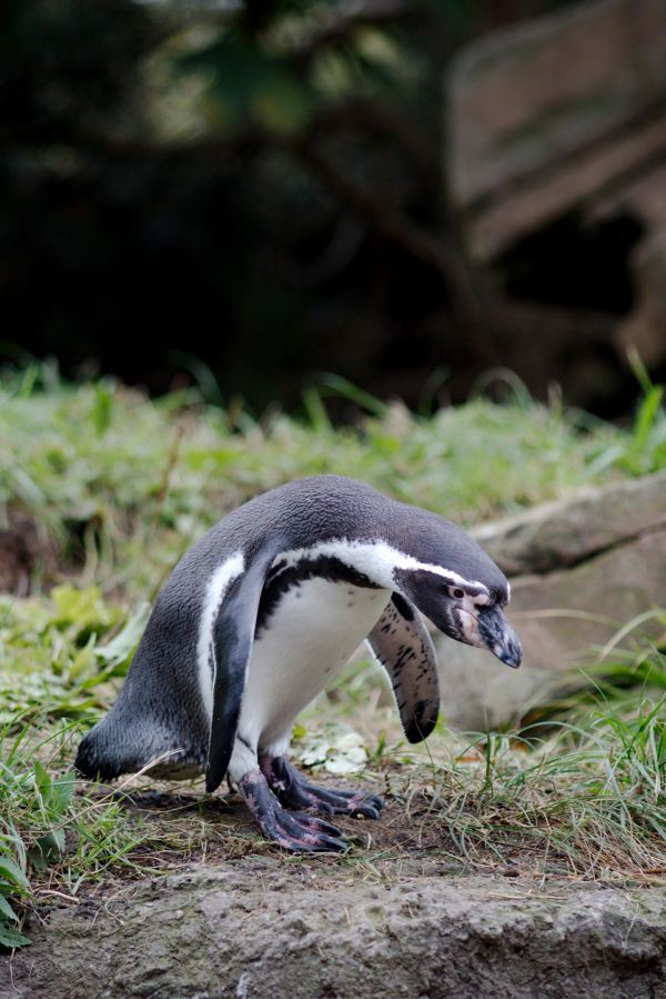 Hamburg,Zoo,penguins