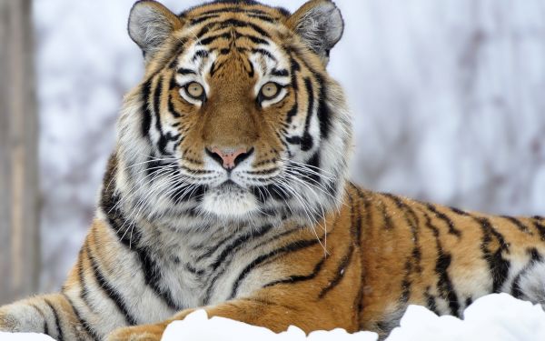 snow,tiger,wildlife,big cats,Zoo,whiskers