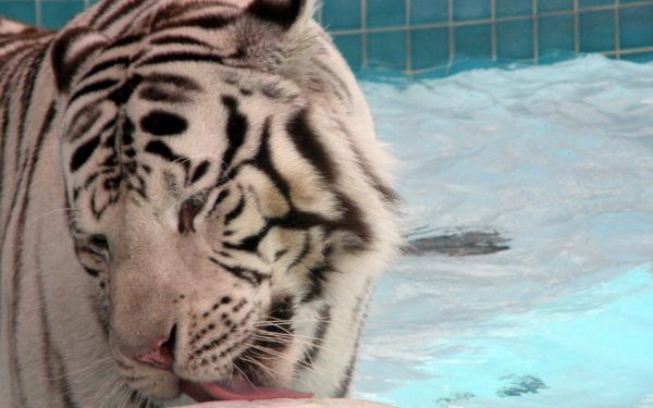 water,tiger,big cats,Zoo,whiskers,albino