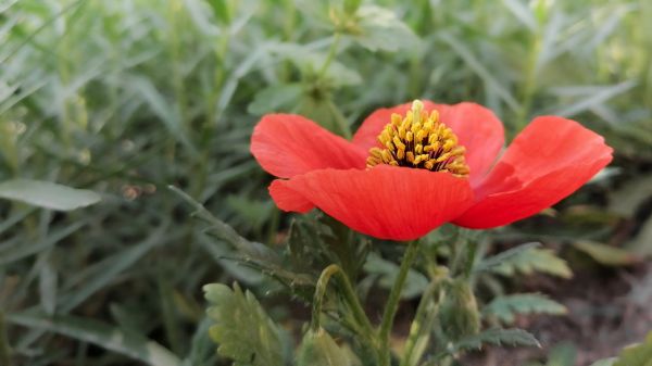 blomma,växt,kronblad,blommande växt,ettårig växt,pollen