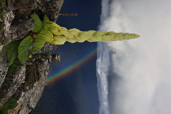 ciupercă,natură