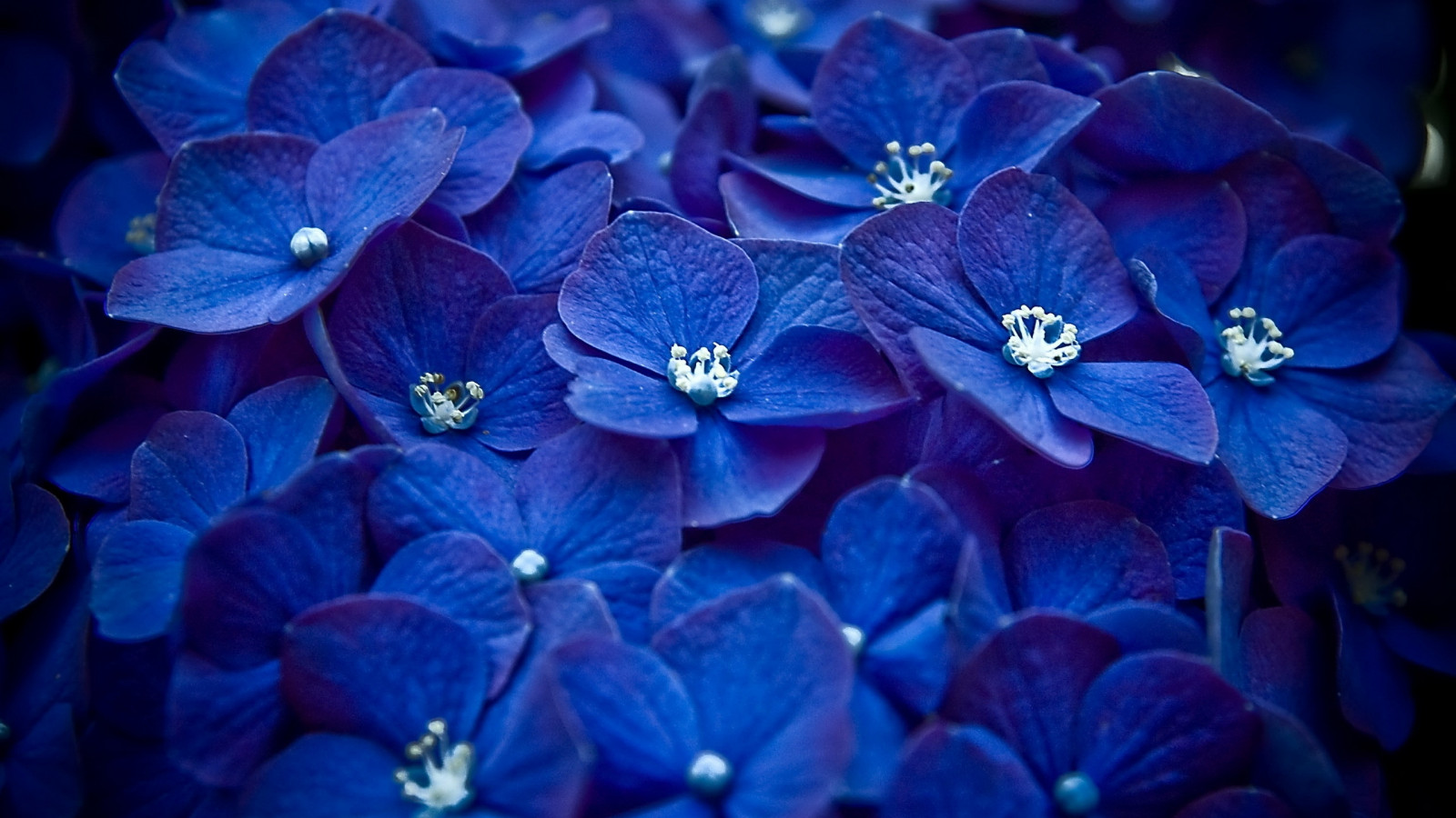 fleurs, violet, bleu, brillant, hortensia, fleur, plante, flore, petit, pétale, beaucoup, Plante terrestre, plante à fleurs, Hydrangeaceae, Photographie macro, Cornales