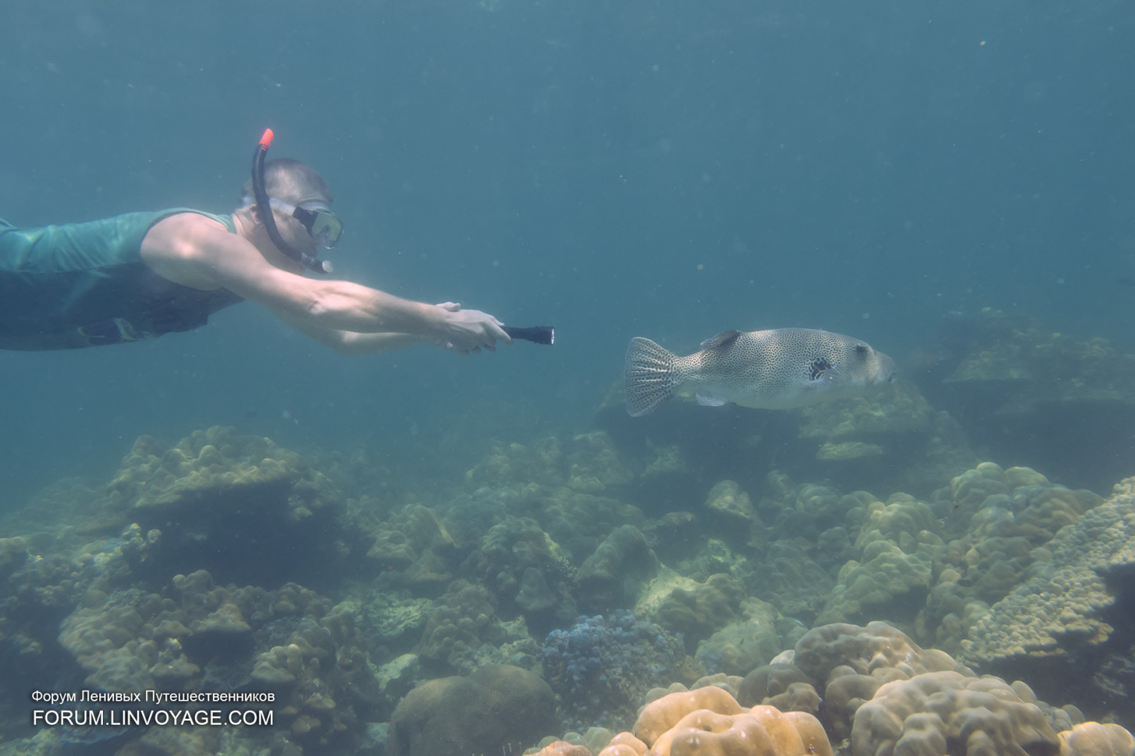 sport, barcă, sportiv, apus de soare, mare, apă, cer, vehicul, peşte, verde, albastru, Soare, sub apă, coral, insulă, vară, Malaezia, recif de corali, de snorkeling, iaht, înot, Tailanda, barca cu motor, pescuit, scufundare, biologie, Langkawi, culoare, senin, în aer liber, ocean, coajă, catarg, pattaya, samui, phuket, phuketian, naviga, Lanta, înot, phuketphotographernet, forumlinvoyagecom, corali, Lipe, httpforumlinvoyagecom, recif, o, agrement, biologie marina, sporturi de apa