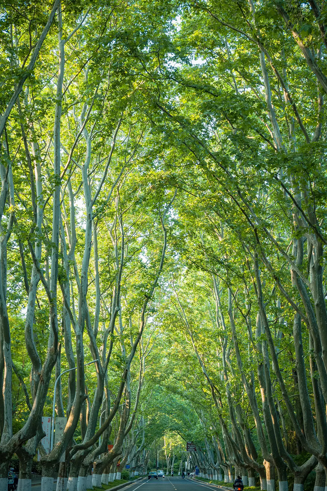 des arbres, rue, voiture, route