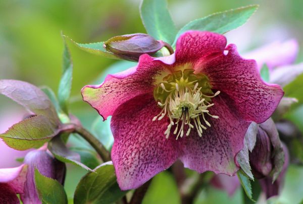 flowers,nature,closeup