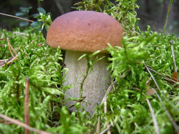 champignon,herbe,aliments