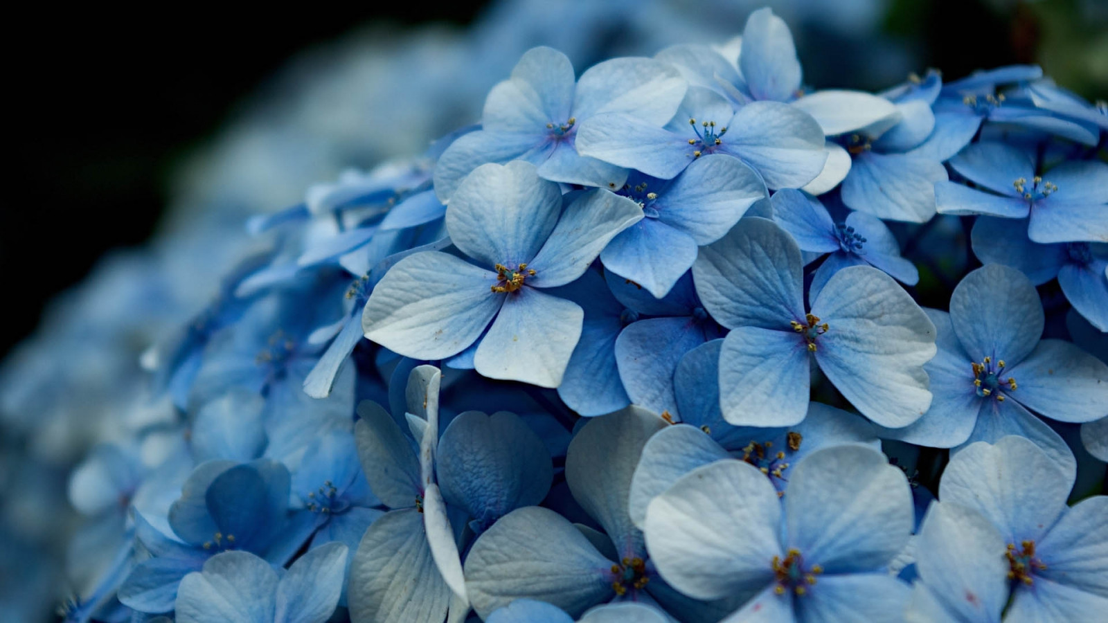 bleu, pétales, fleur, hortensia, lumière, fleur, plante, flore, petit, pétale, Plante terrestre, plante à fleurs, Hydrangeaceae, Photographie macro, Cornales