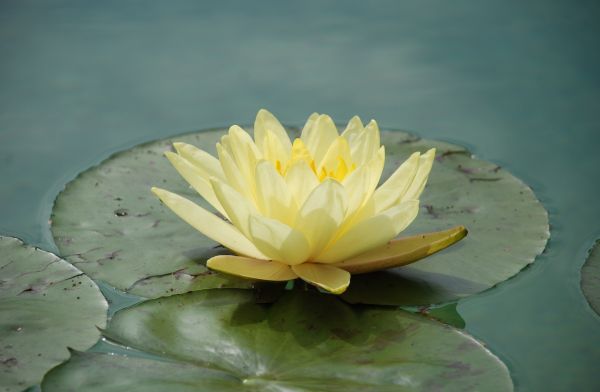 flower,waterlily,water