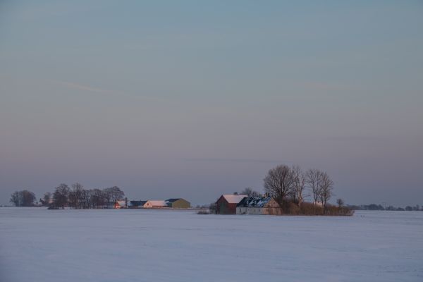 mare,dafin,lac,ţărm,zăpadă,iarnă