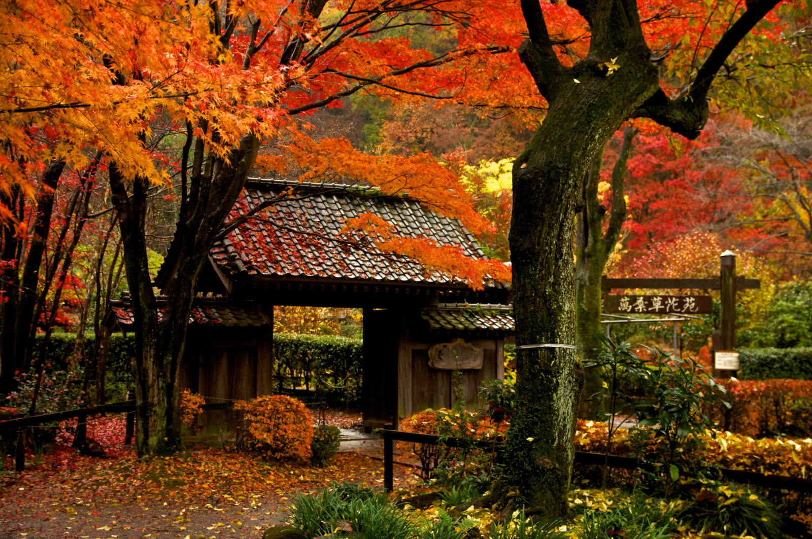 Japan, fall, leaves, garden, park, pentax, tree, autumn, leaf, flower, plant, season, autum, sigma, architect, pentaxart, woodland, botany, woody plant