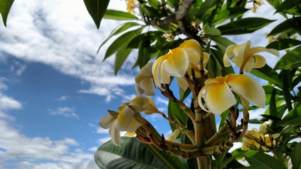 cabang, langit cerah, musim semi, plumeria, pohon, daun