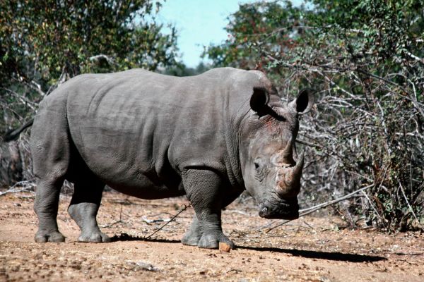 grass,wildlife,Zoo,dirt,rhino,shade