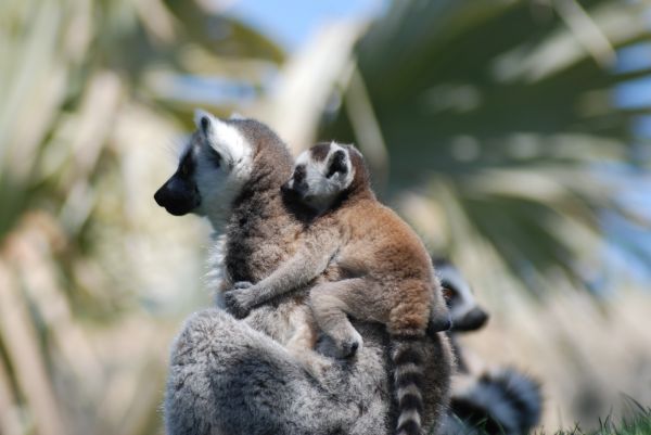 wildlife,Zoo,fauna,mammal,couple,lemur