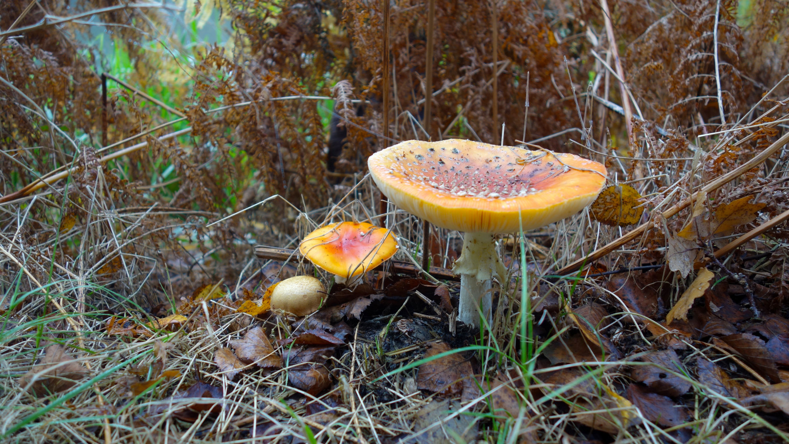 pădure, natură, iarbă, ciupercă, ciuperca, toamnă, floare, sezon, floră, faună, pădure, sol, habitat, mediul natural, botanică, macro fotografie, ciuperci medicinale, ban Bun, bolete, ciuperci comestibile, agaric