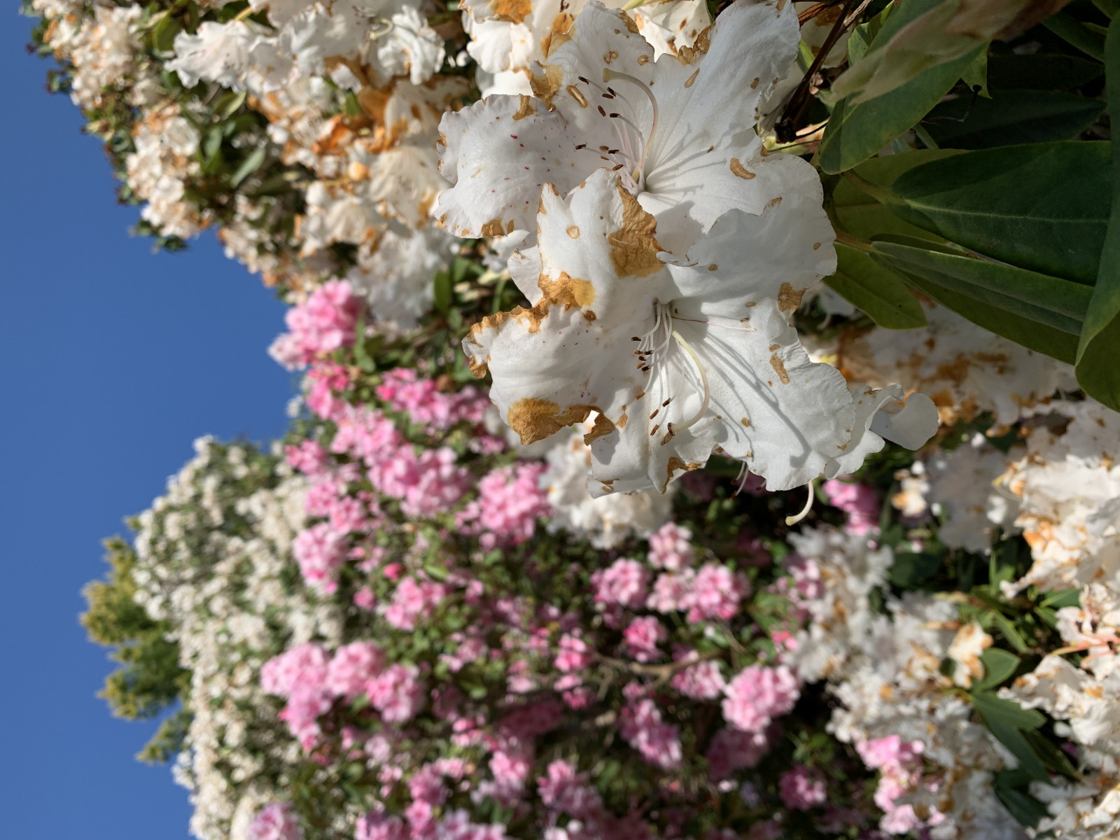 virág, növény, virágszirom, ág, növénytan, fa, rózsaszín, groundcover, gally, virágos növény, cserje, terrestrial plant, egynyári növény, kivirul, félcserje, tavaszi, ég, rózsa család, virágmintás, pollen, virágkötészet, Ericales, buddleia, Prunus, Havas szépe, Impatiensek