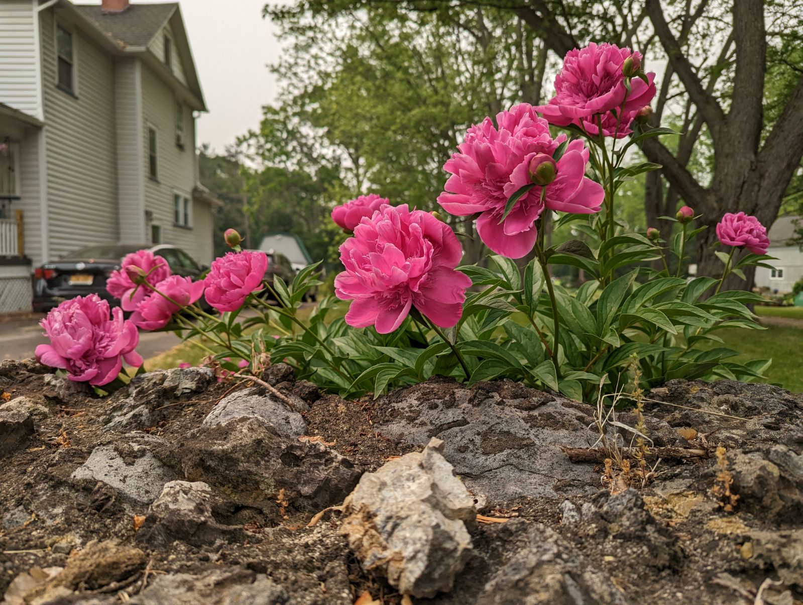 fleurs, les plantes, jardin