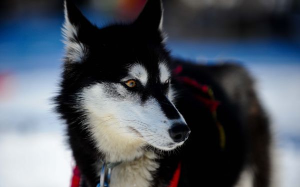 Zwierząt, pies, Syberyjski husky, ssak, zimowy, Alaskan Malamute