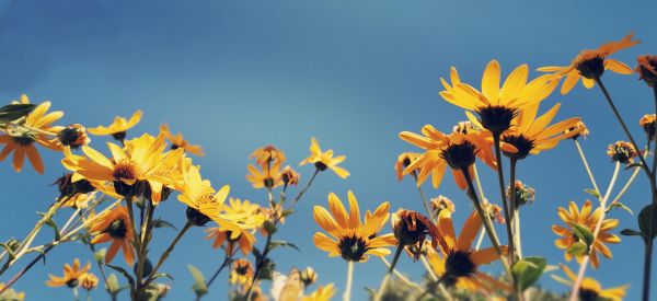 blommor,Lemon queen