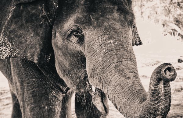 wildlife,Zoo,monochrome,elephant,fauna,mammal