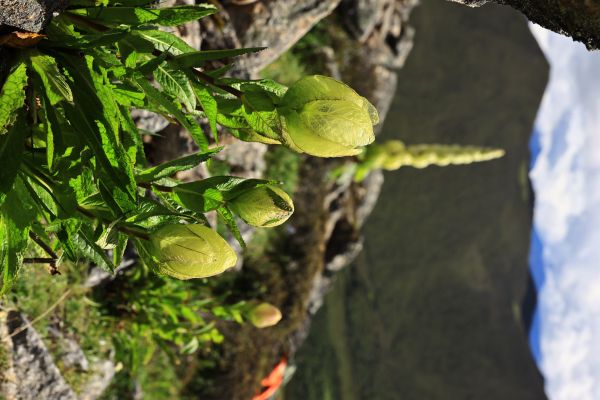 ciupercă,natură