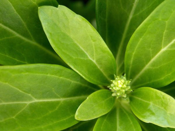 leaves,grass,green,herb,basil,leaf