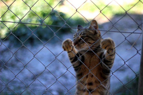 tiger,big cats,Zoo,cat,legs,standing