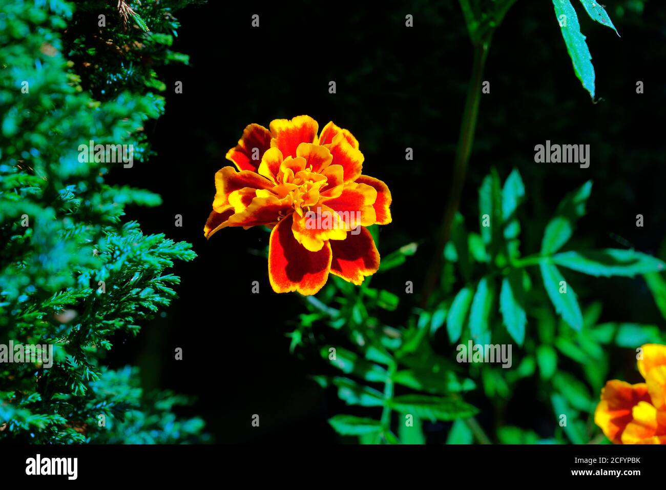 BEAUTIFUL MARIGOLD Stock Photo