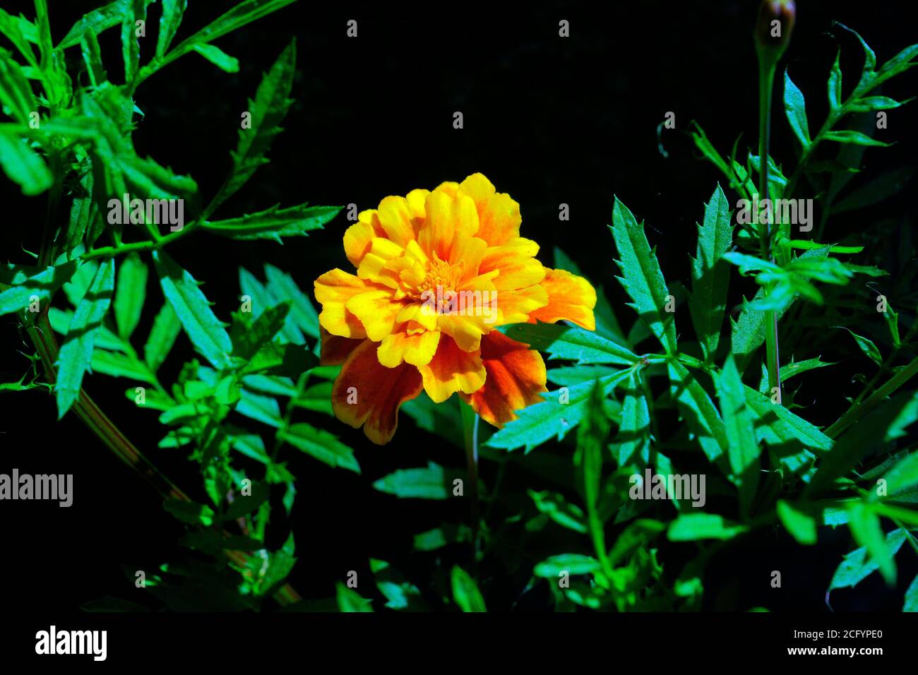 BEAUTIFUL MARIGOLD Stock Photo