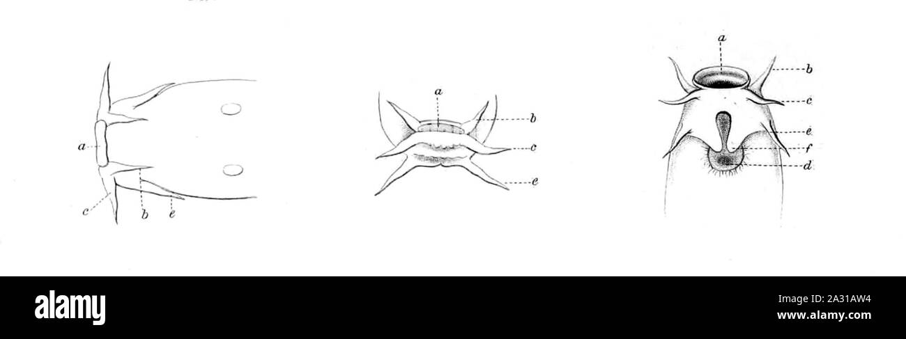 Eptatretus polytrema1. Stock Photo