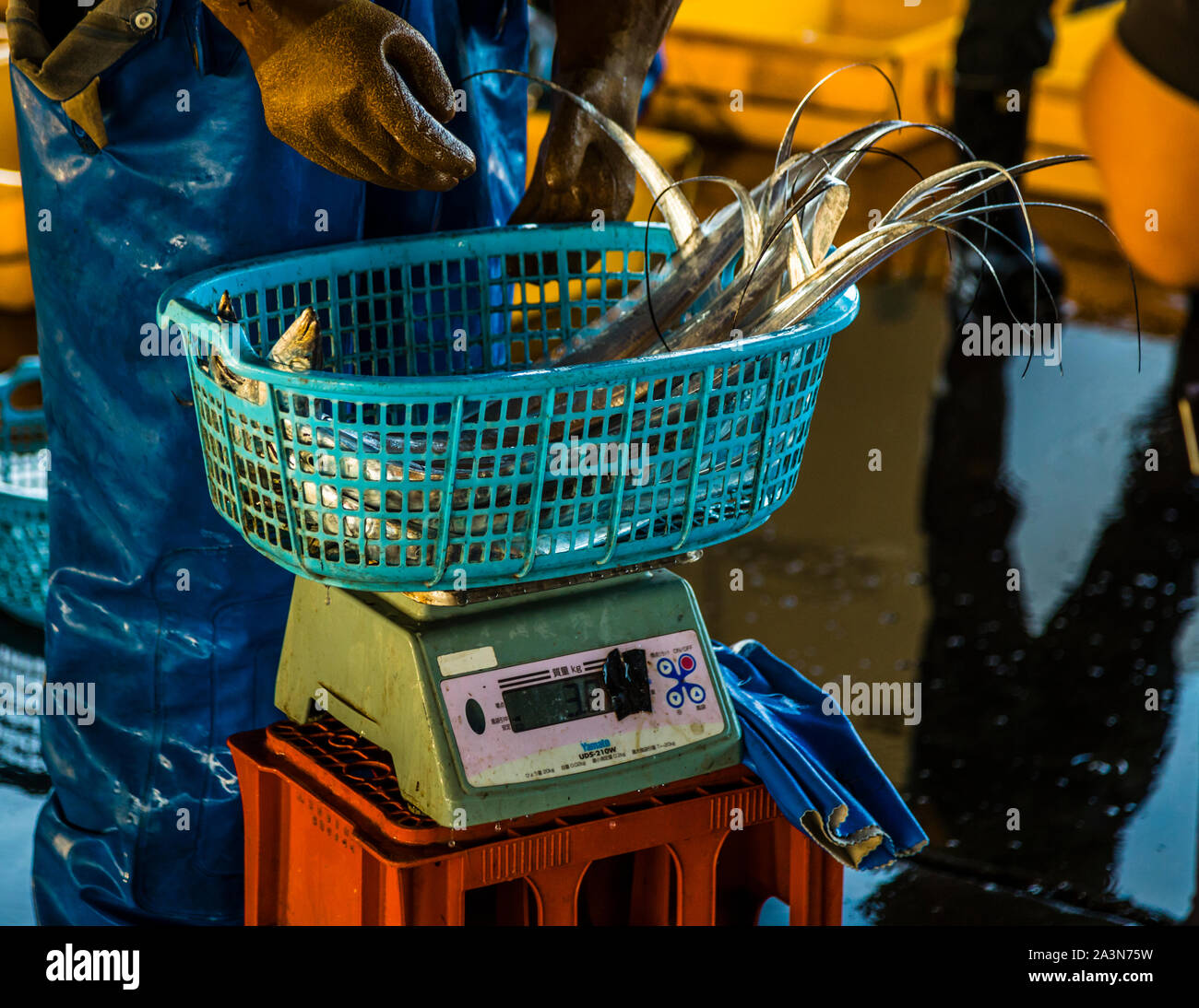 Fish Auction in Yaidu, Japan Stock Photo