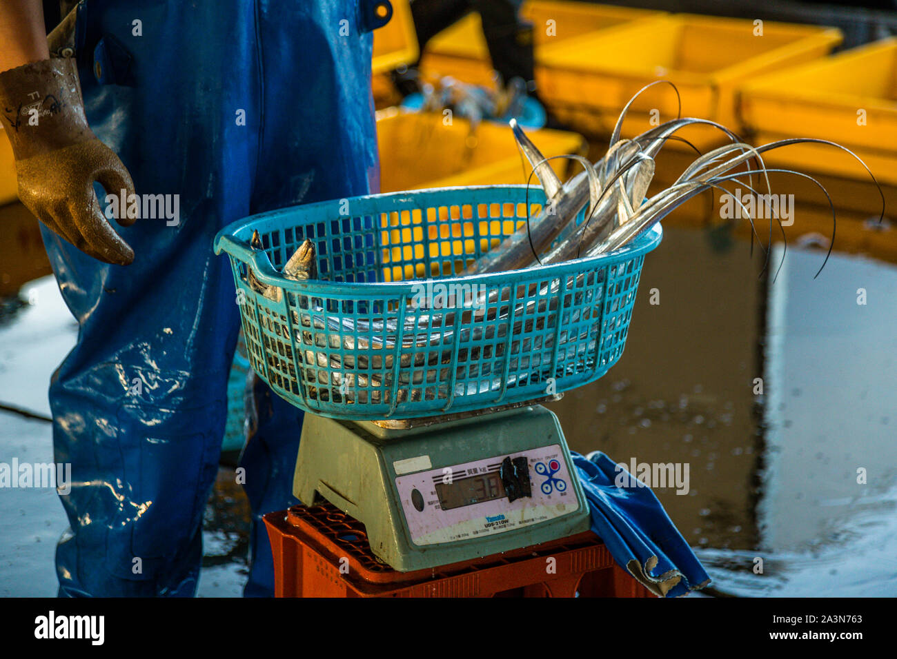 Fish Auction in Yaidu, Japan Stock Photo