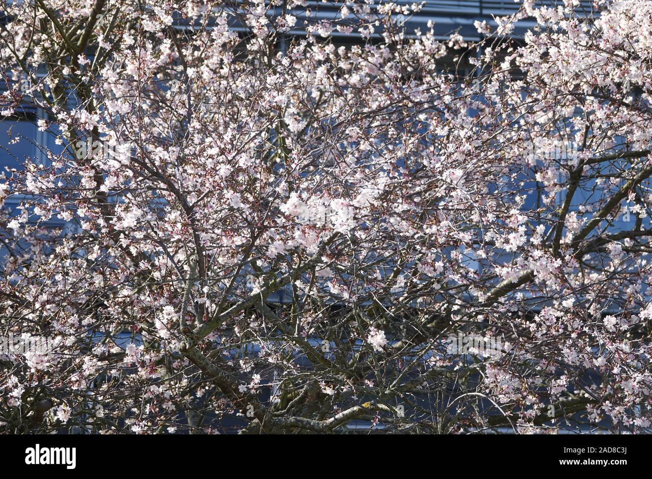 Prunus subhirtella Autumnalis, Pink Autumn Cherry Stock Photo