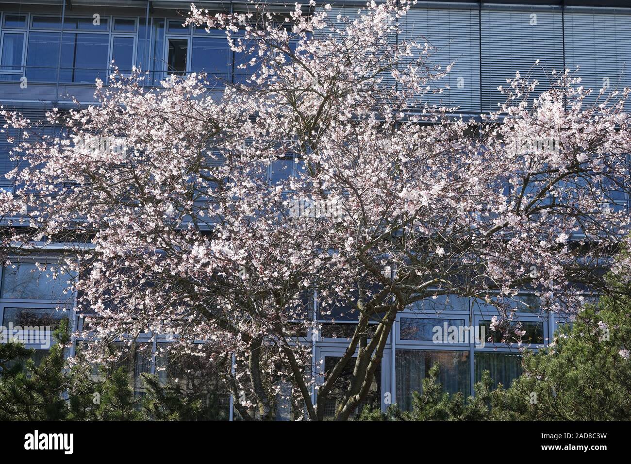 Prunus subhirtella Autumnalis, Pink Autumn Cherry Stock Photo