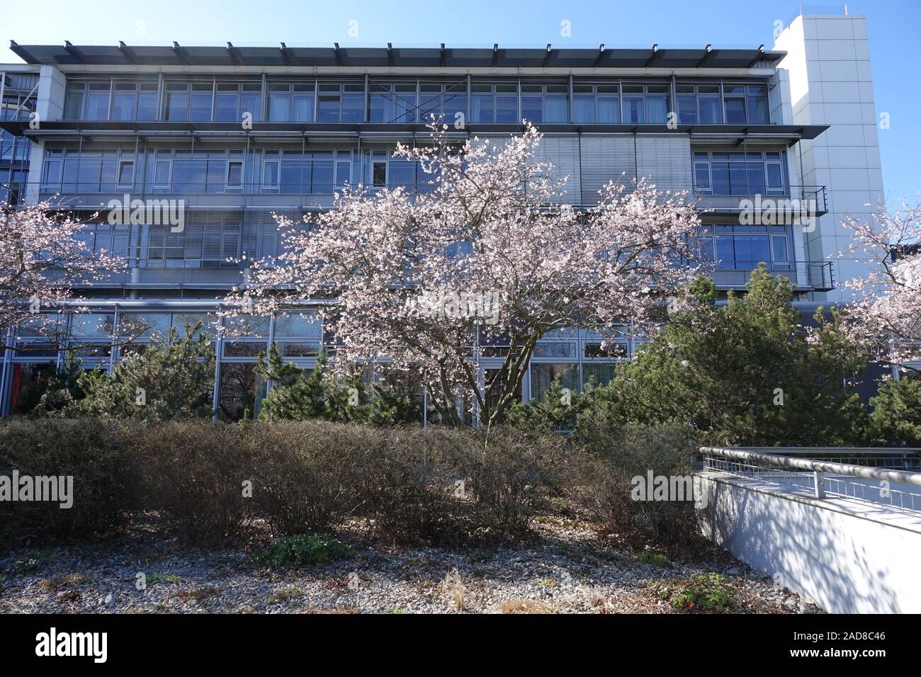 Prunus subhirtella Autumnalis, Pink Autumn Cherry Stock Photo