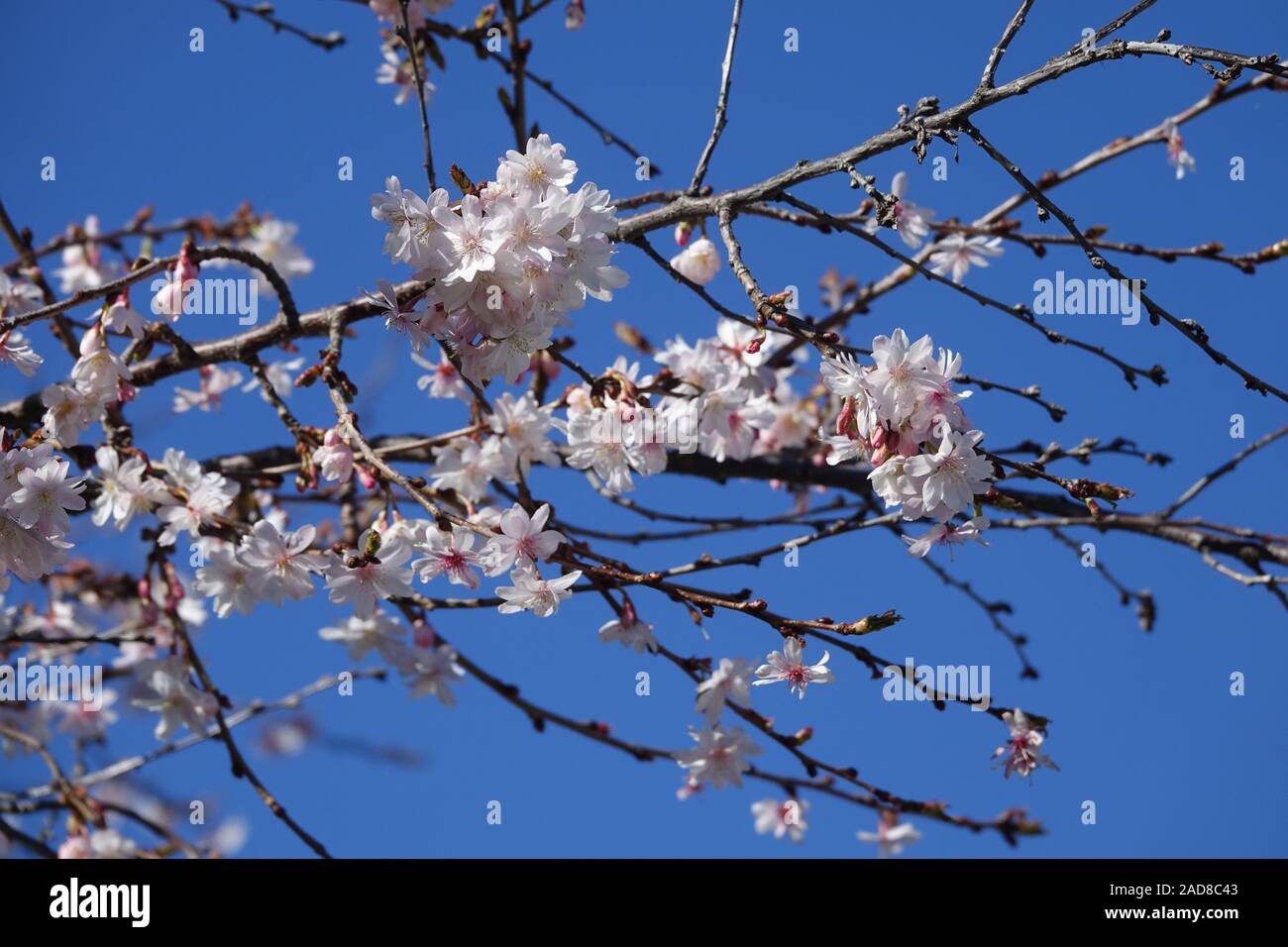 Prunus subhirtella Autumnalis, Pink Autumn Cherry Stock Photo